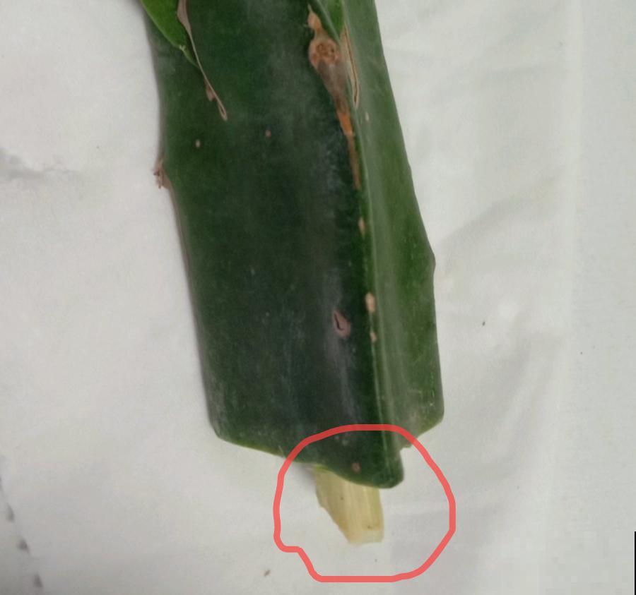 天热了，8种花不能乱浇水，小心浇完就死！