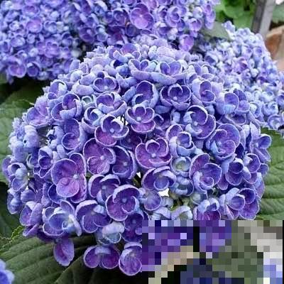 25种最漂亮的绣球，光不好也能开爆盆，春天必须来一盆！