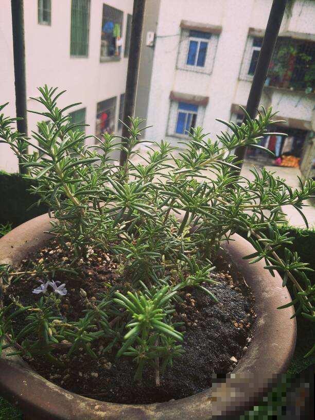 厨房就养香草花，驱蚊杀菌，叶子还能做菜吃！