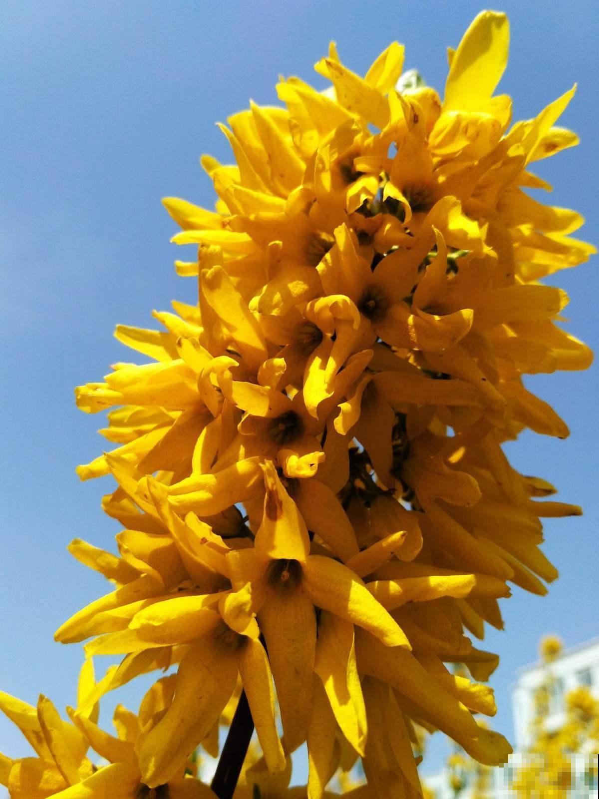 路边常见的金黄花海，名字叫做连翘，不仅模样美还是一味药！