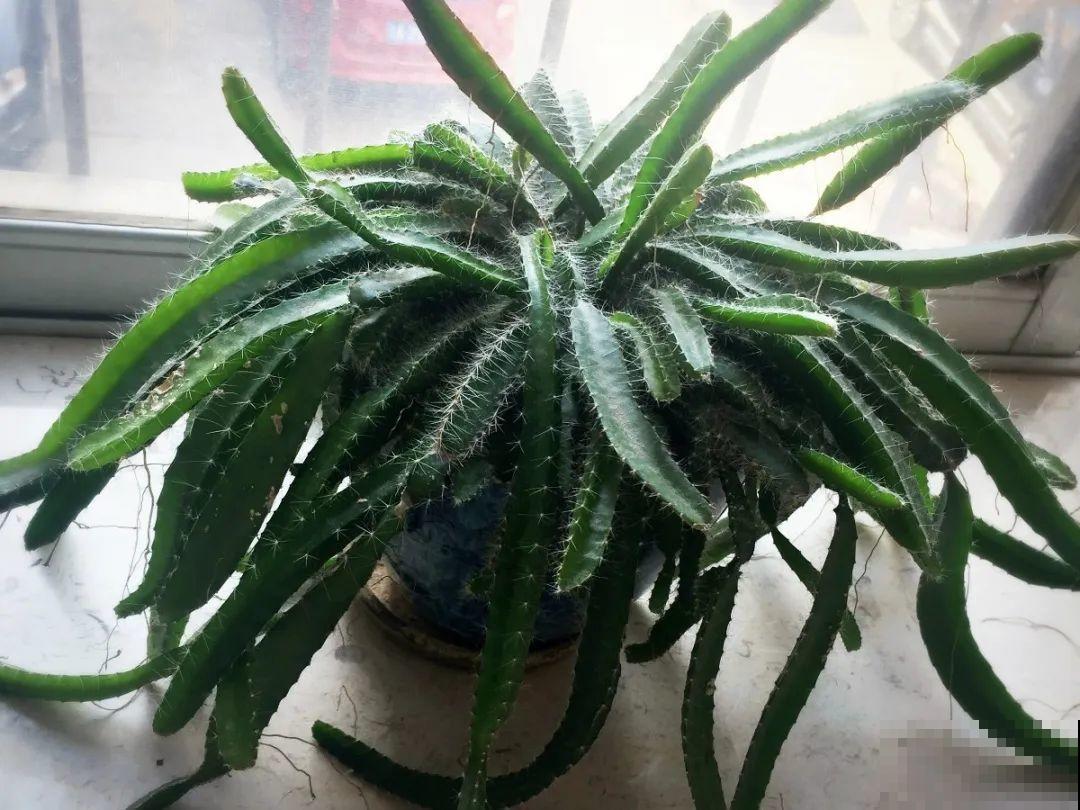 吃剩的菠萝头别扔，剪一剪种土里，结出金黄大菠萝