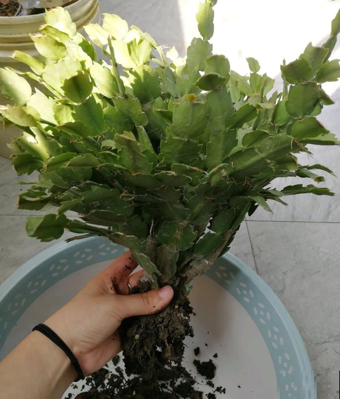 天热了，8种花不能乱浇水，小心浇完就死！