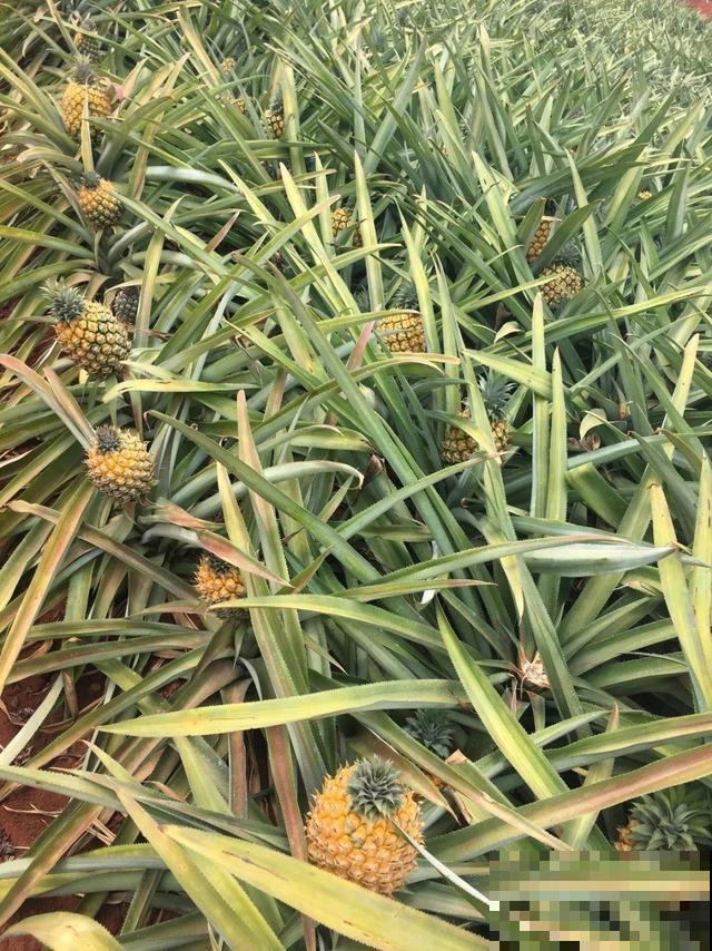 6种植物不按套路生长？你吃的水果，就是这么长出来的！