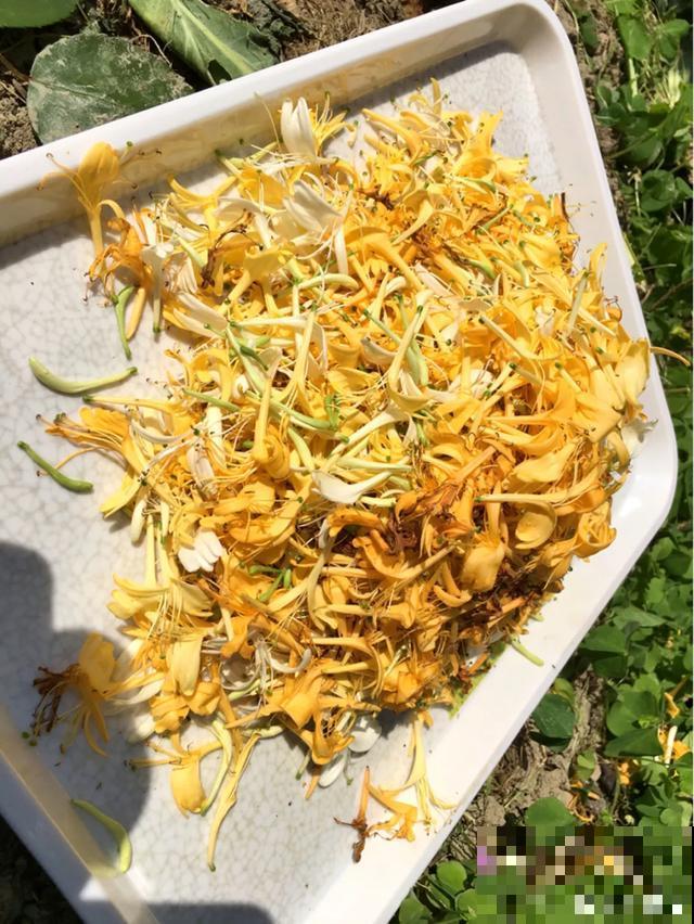 玉兰花真好吃，掐一把炒鸡蛋，竟然满嘴鸡肉味