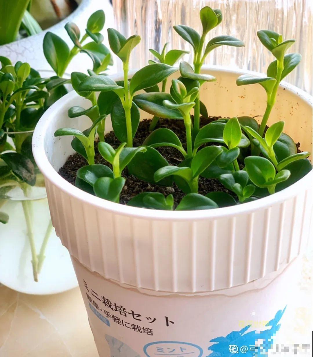 20种常见花，扦插方法大全，不用再花钱买了！
