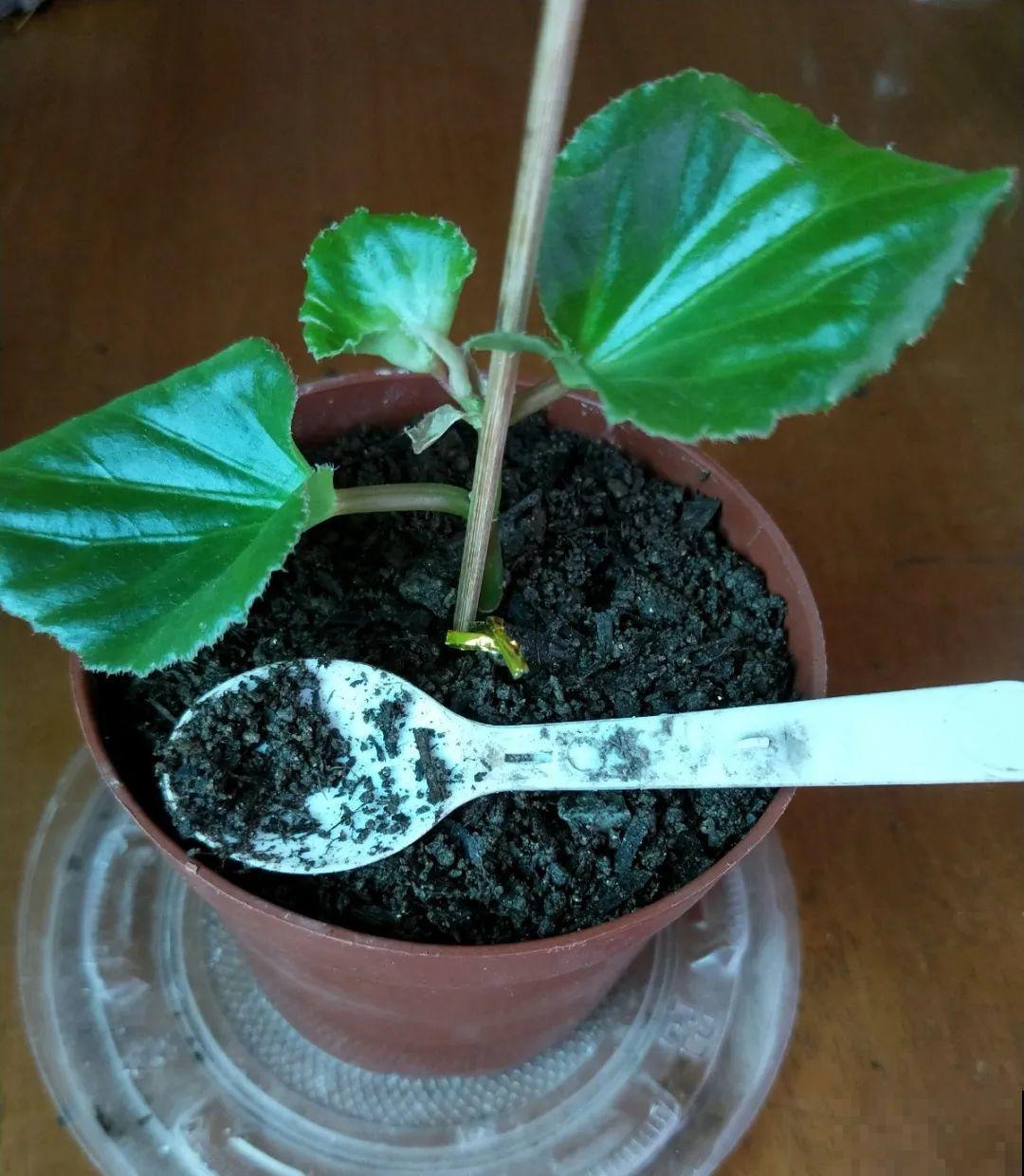 天热了，8种花不能乱浇水，小心浇完就死！