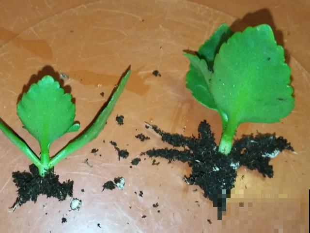 养绣球真赚了，枝条剁8段，每根都能活！