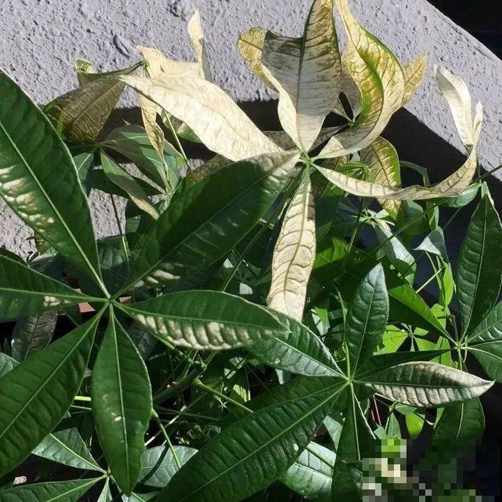 公认难养的6种花，新手慎买，养不活还浪费钱