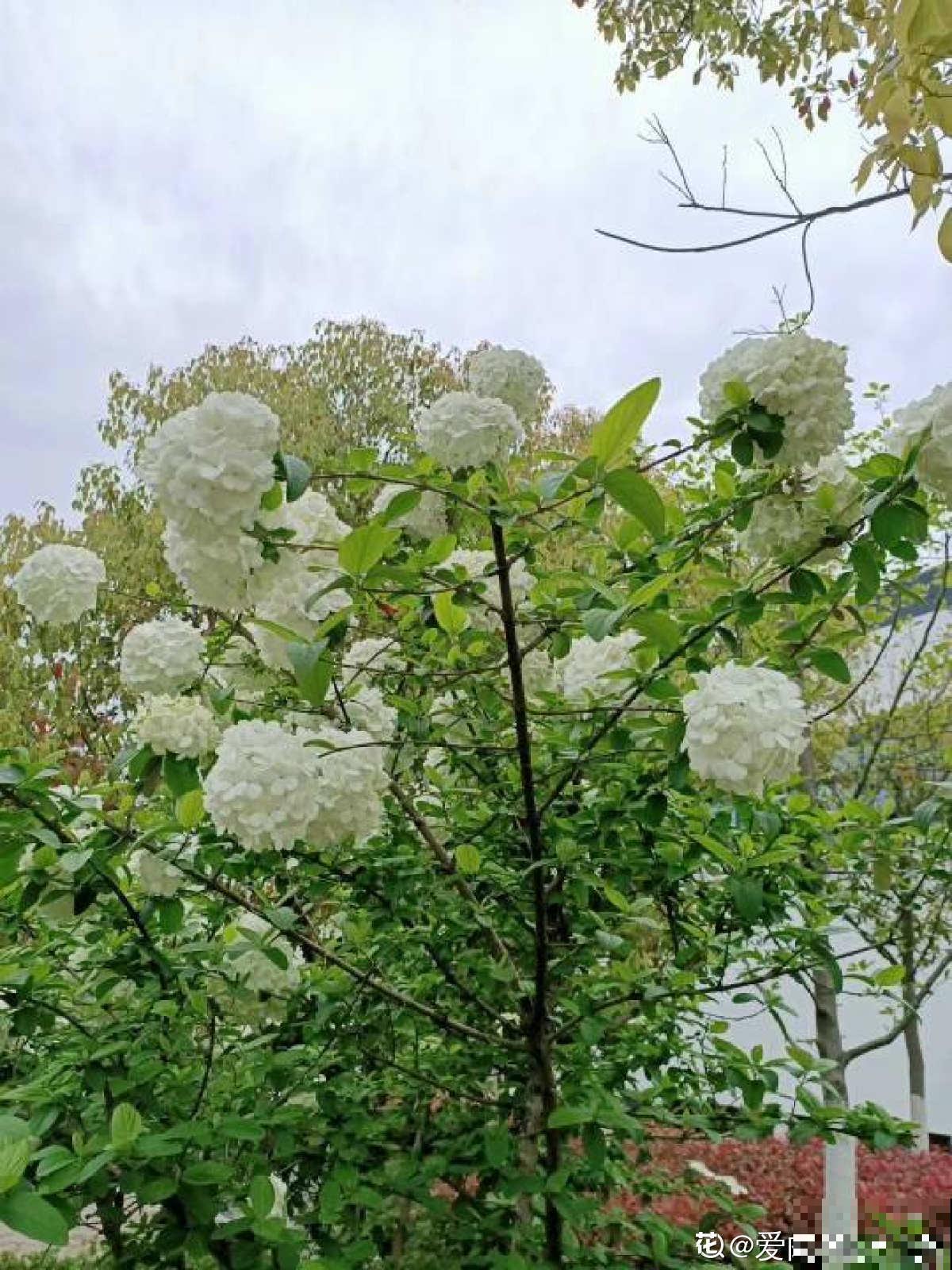 木绣球能长3米高，花比脸还大，就是很少有人养