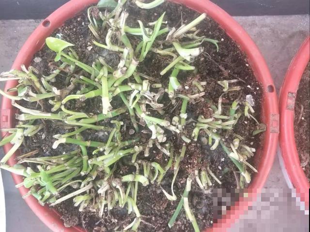 嫌花长得丑，趁现在砍头，2个月脱胎换骨！