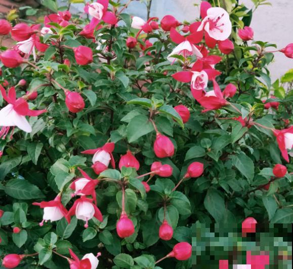 4种花堪称“夏必死”，怕热又怕涝，现在不适合买！