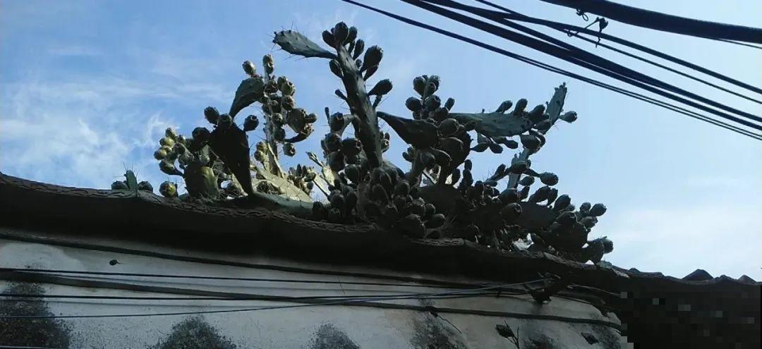 7种花，一开花就是一片花海，太震撼！