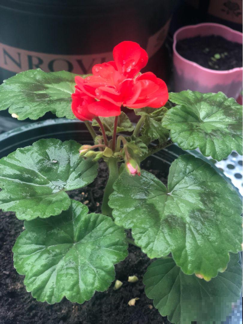 想把天竺葵养成花球，里面的道道有很多，赶紧学学！