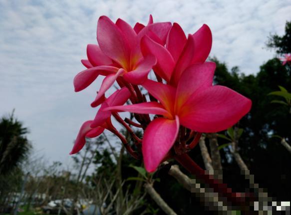 鸡蛋也会开花？没错，还是老中医非常喜欢的一种花！