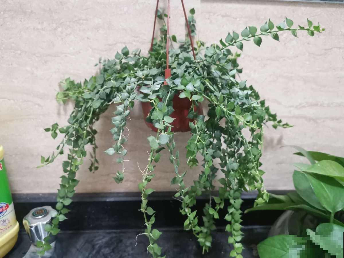 4种适合养在阳台上的花，太阳一晒，花开满盆