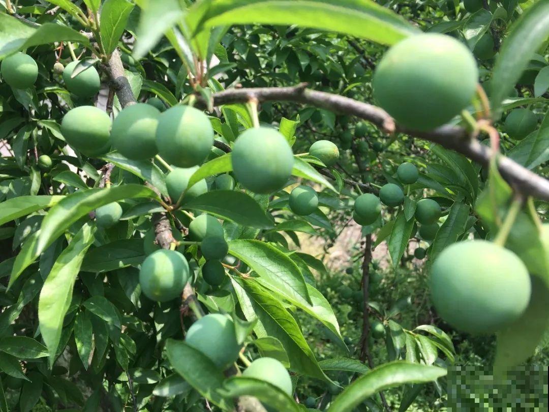 有院子的话，一定种棵李子，寓意好、结果多！