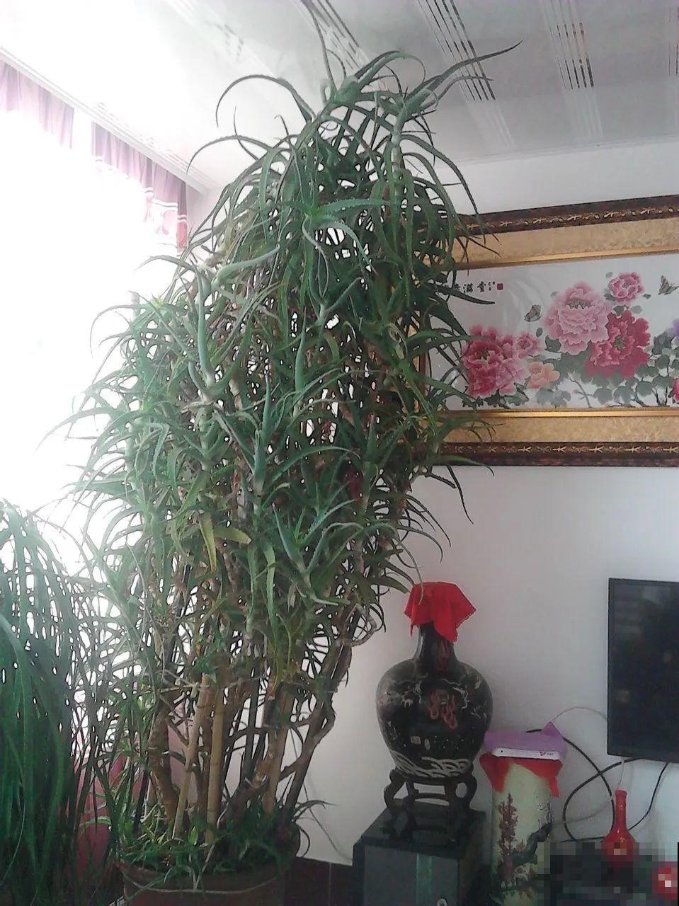 30年的芦荟，20年的龟背竹，硬生生把花养成了树！