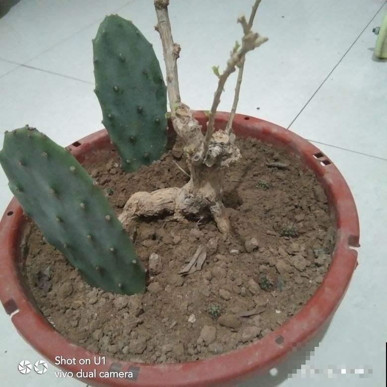 仙人掌越长越薄，简直都快变成纸，一招让它变成大胖子！