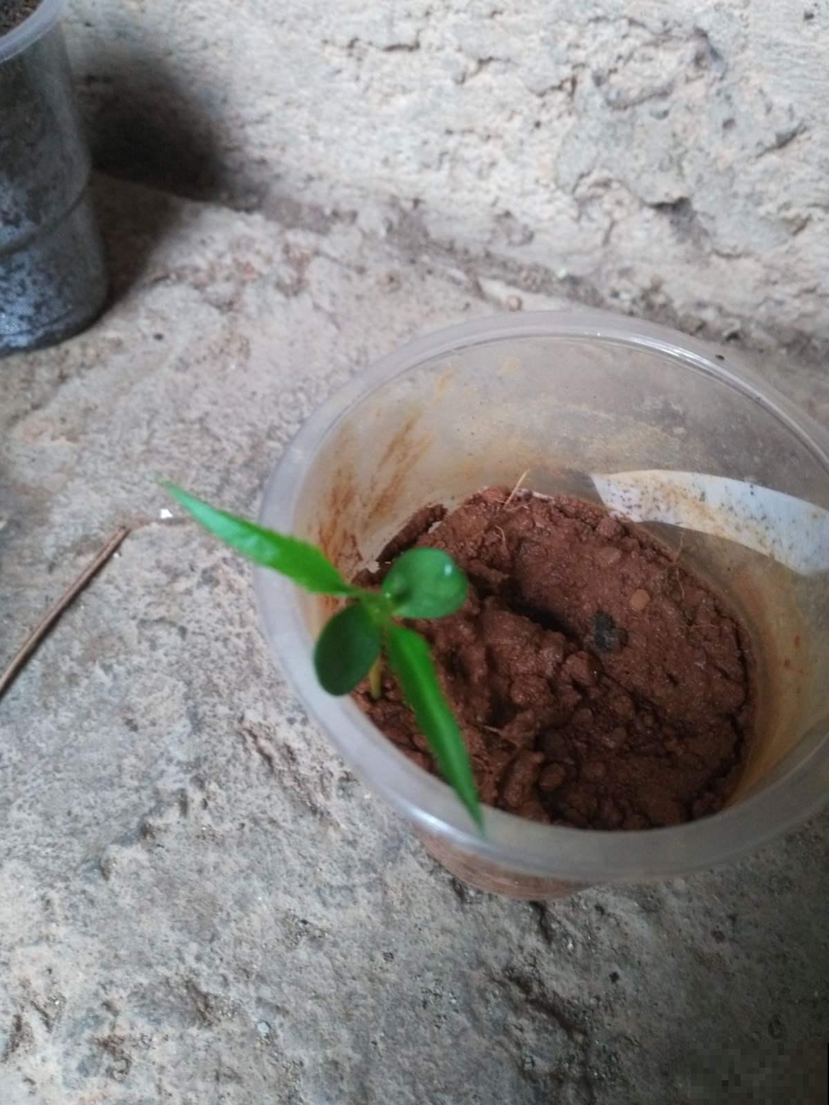 你见过半夏吗？名字好听模样美，还是珍贵药草！