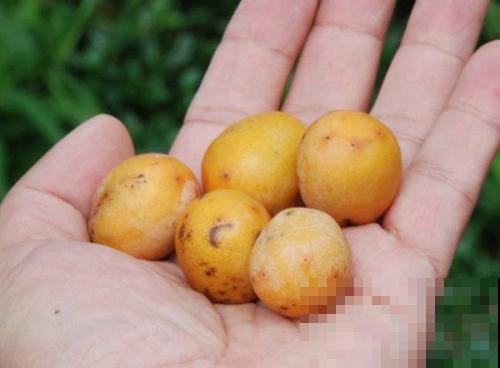 野外偶遇鼻涕果，立马捡起来塞嘴里，还挺好吃！