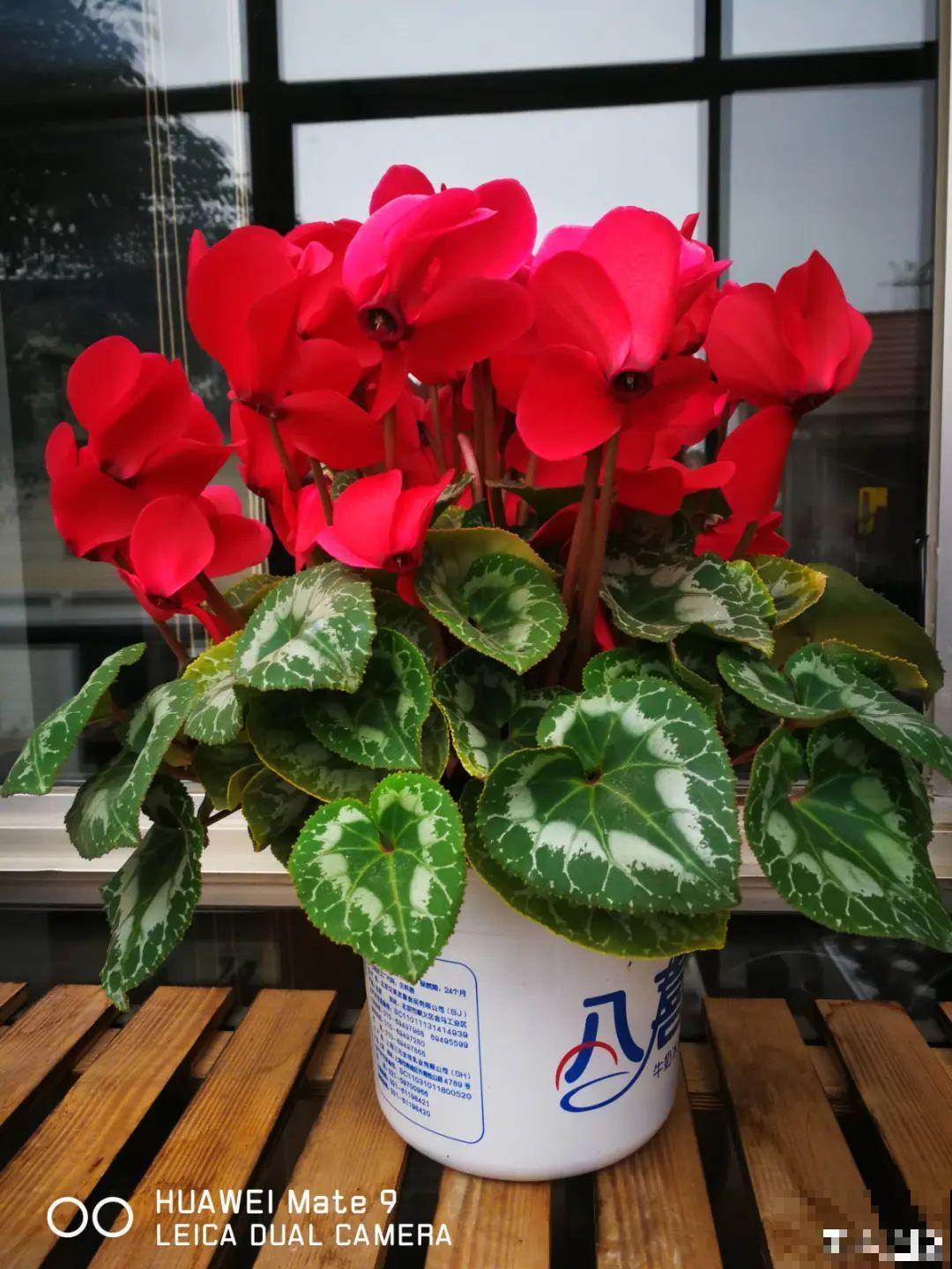 不是所有花都能喷水，这6种花要注意，喷水太多容易烂叶