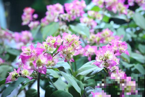 三角梅这些品种最勤花，一年四季开不停，花多得不见叶！