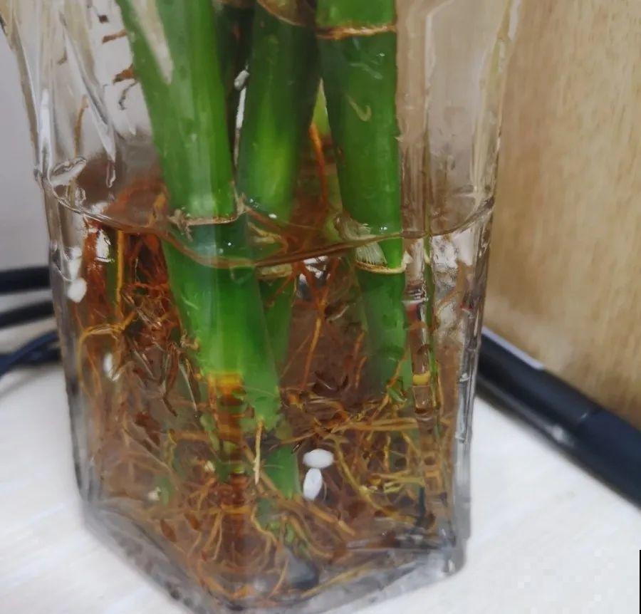 在家自制壮根水，7天浇一次，养出白胖萝卜根！
