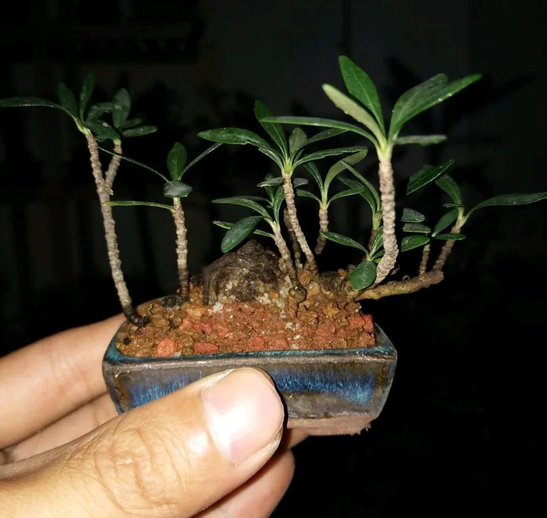 君子兰越小越值钱，养了4年，只有硬币大！