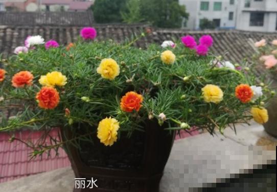 晒不死的花，春天就要大太阳，越晒长得越旺盛！