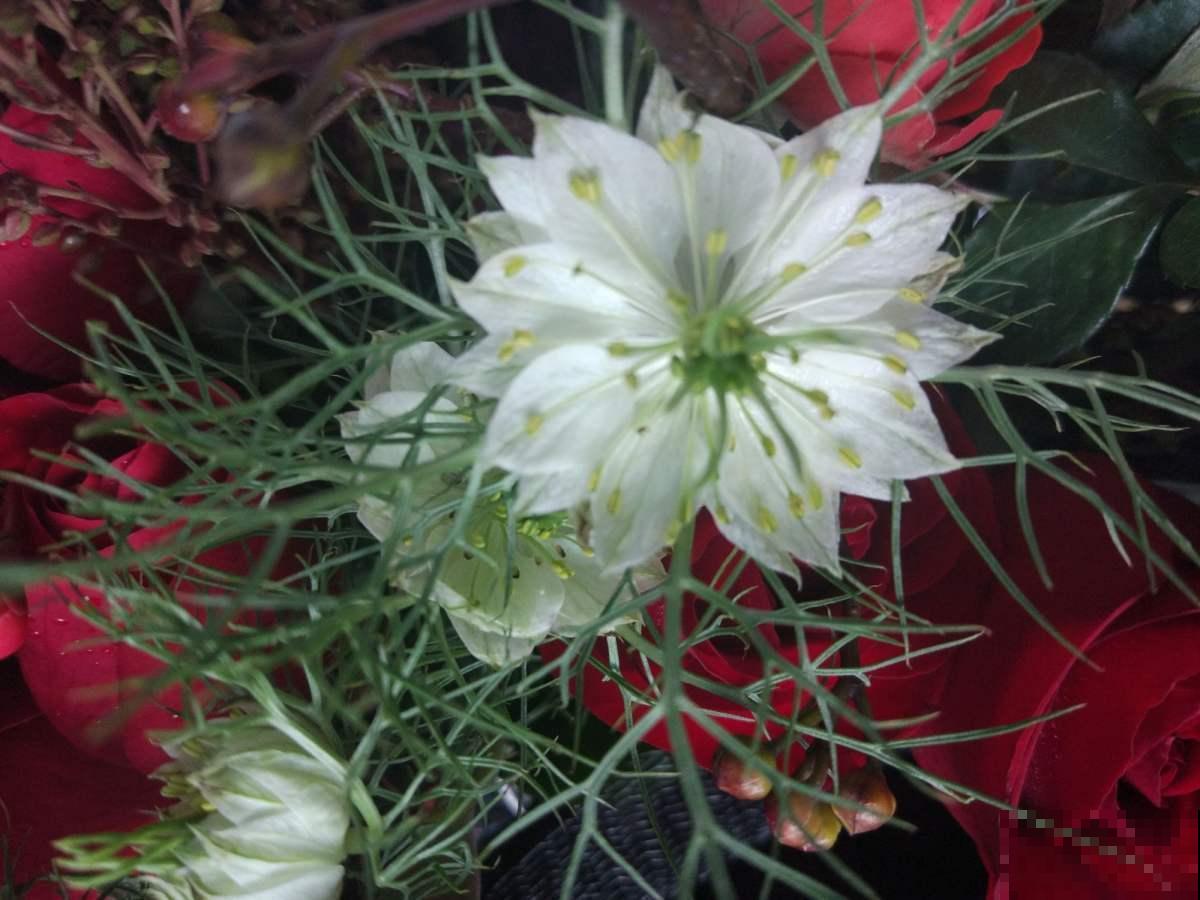 它是铁线莲的姐妹花，夏天能长1米高，花瓣几乎是透明的！