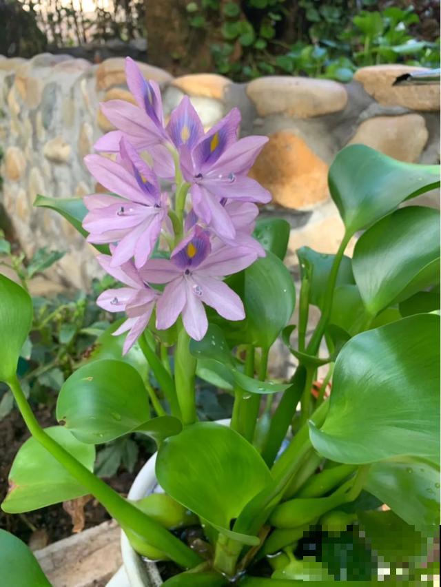 10种爱喝水的花，1天1大桶，反而越来越疯长！