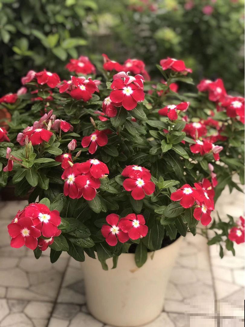4种转运花，家里养一盆，一年到头招好运
