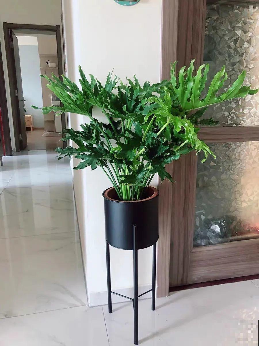 家里养盆春羽，叶子宽大油亮，摆在家里上档次
