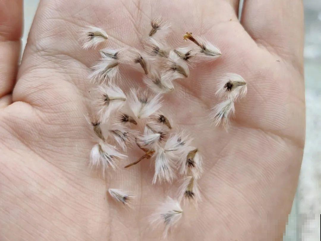 8种花不用扦插，开完花等1个月，一盆能生几十盆！