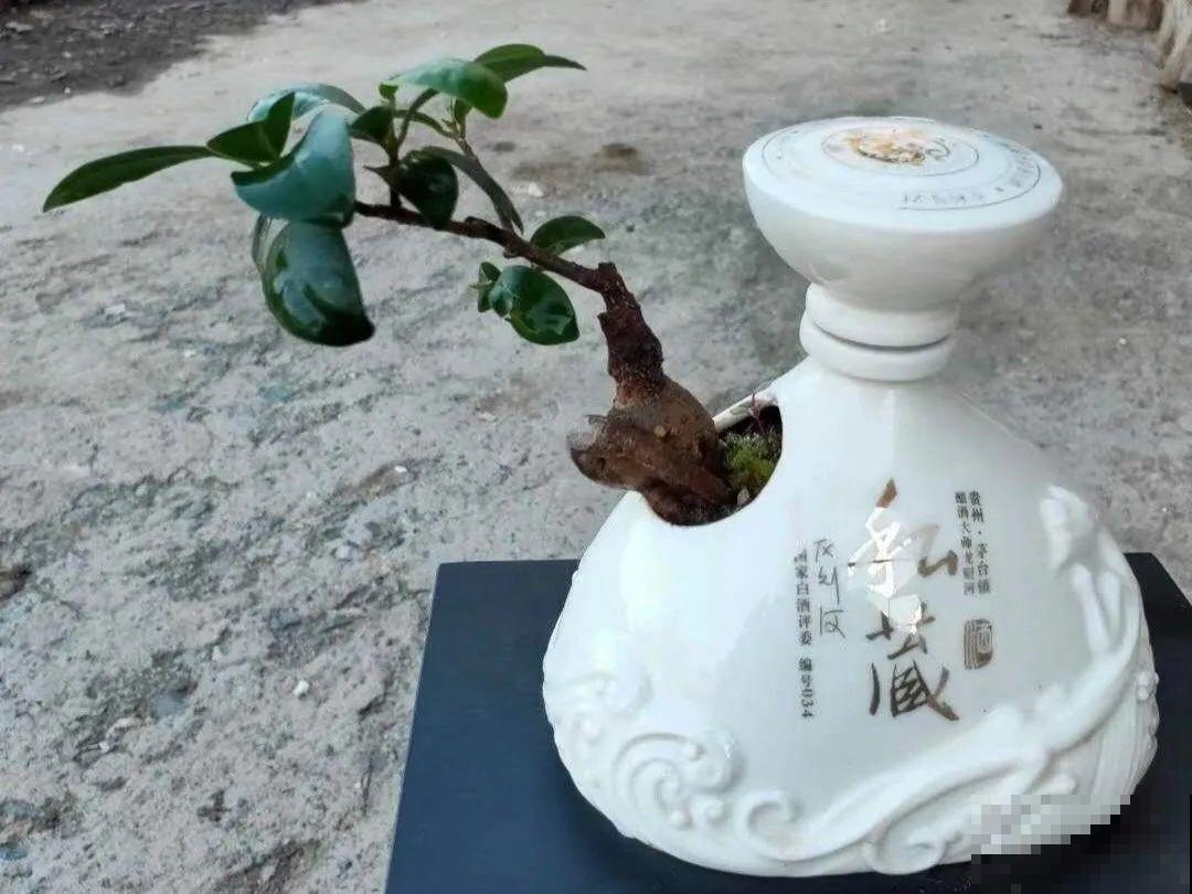 养花从不买花盆，都是这些东西做的！