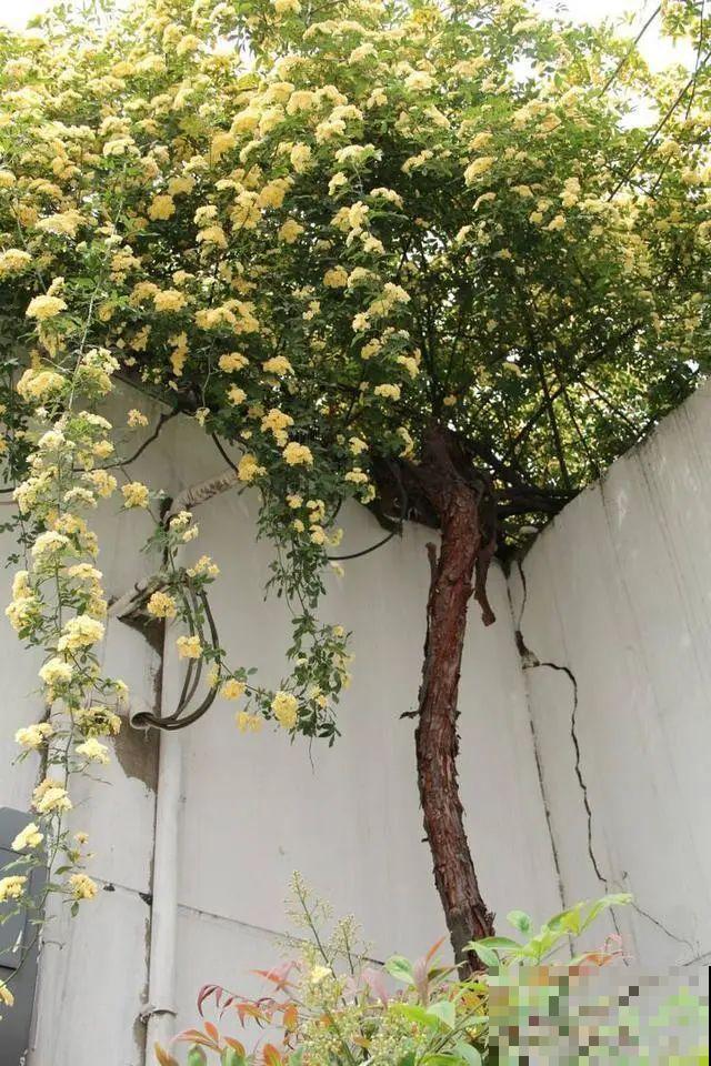如果你有个院子，那一定要养这5种花，开花又多又香！