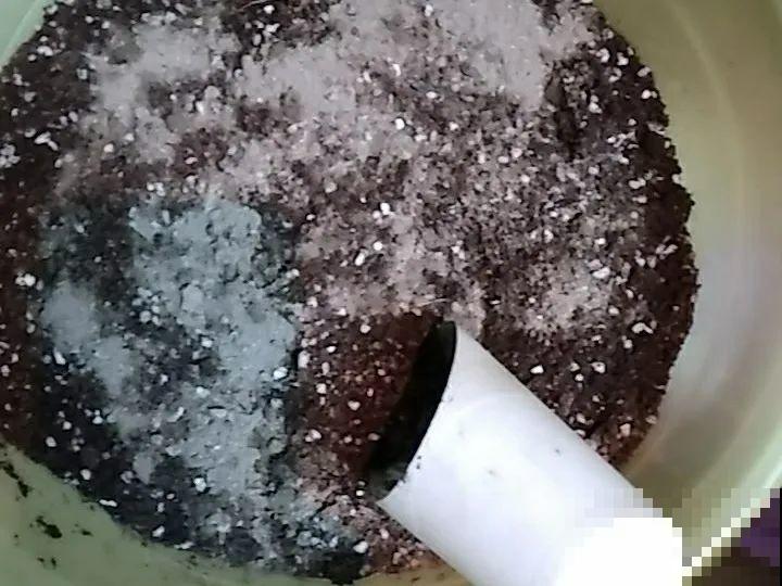 在家自制壮根水，7天浇一次，养出白胖萝卜根！