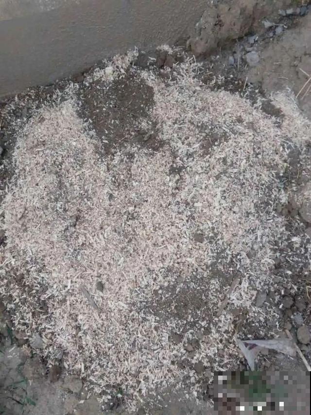 路边捡点它，肥土全搞定，再也不用花钱买