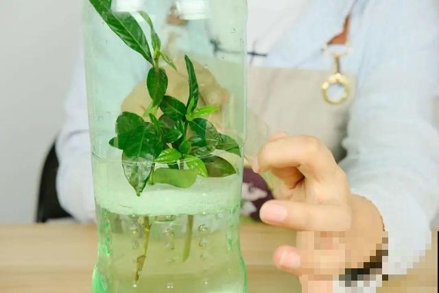 1个塑料瓶，居然有8种养花方法，省钱又好用！