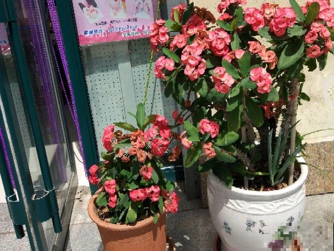 10种耐旱植物，平时少浇水，开花更准时！