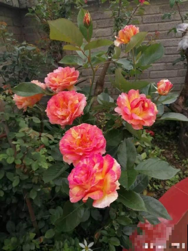 为了养花，他辞职回家，专心打造花园！