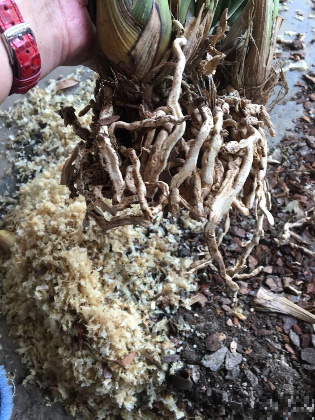 春天路边逛一遭，全是养花宝贝，赶紧捡回家