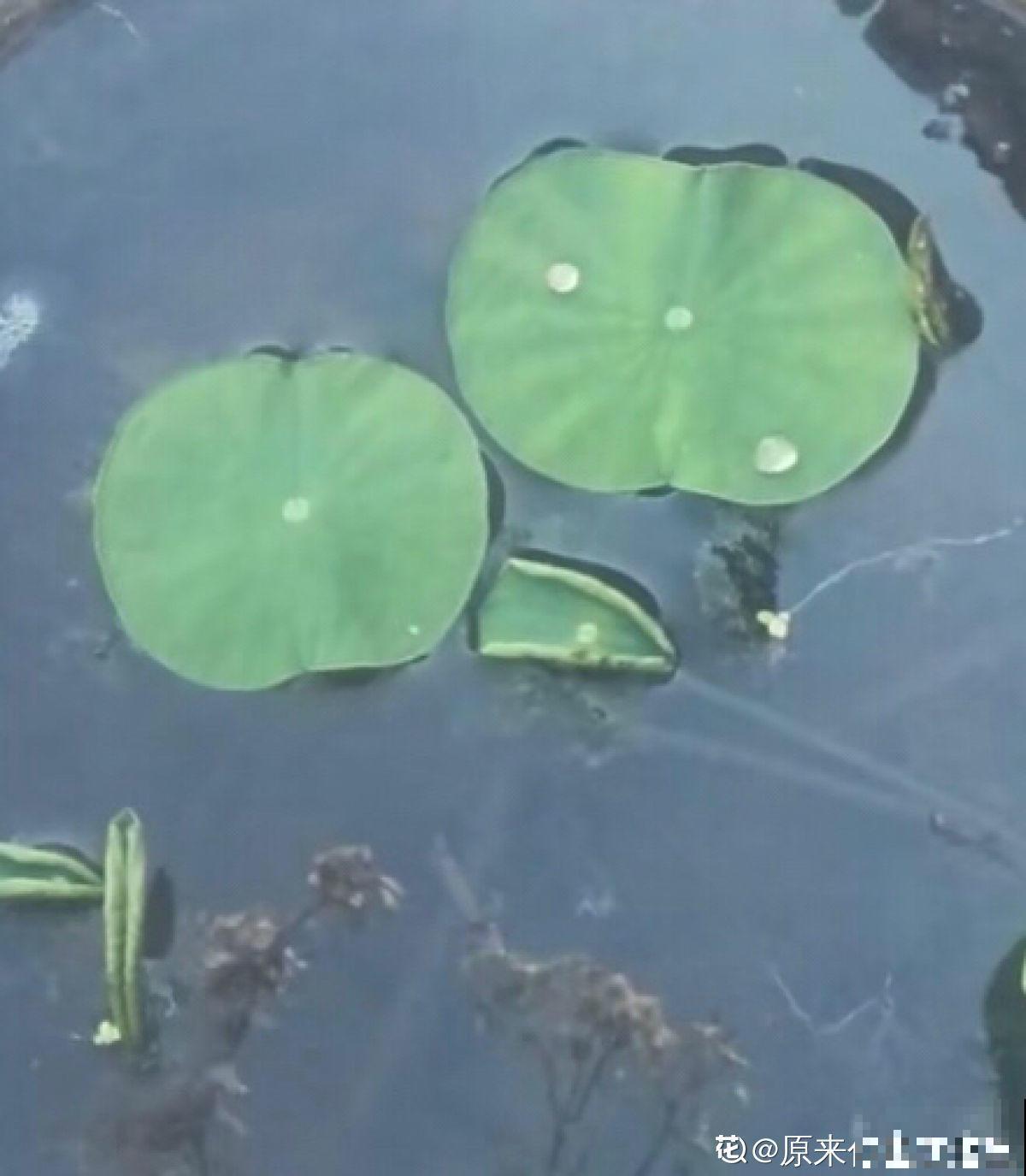 立夏后种一缸碗莲，清凉舒爽，惊艳整个夏天！