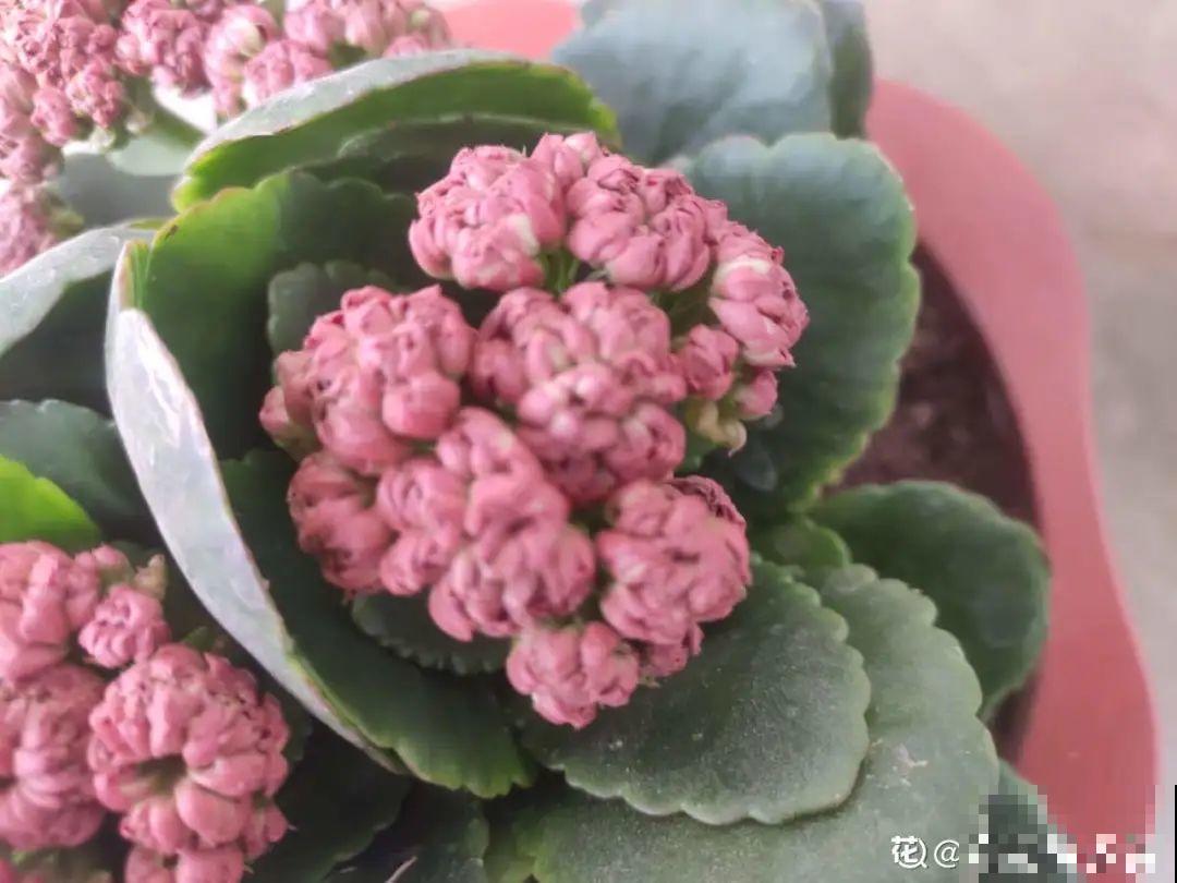 10种耐旱植物，平时少浇水，开花更准时！