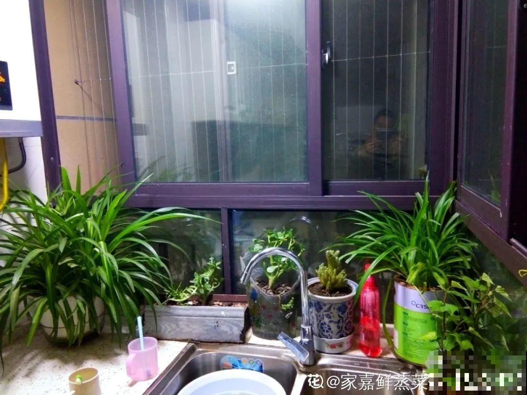 居家养花有讲究，一间房养一盆，干净又养人