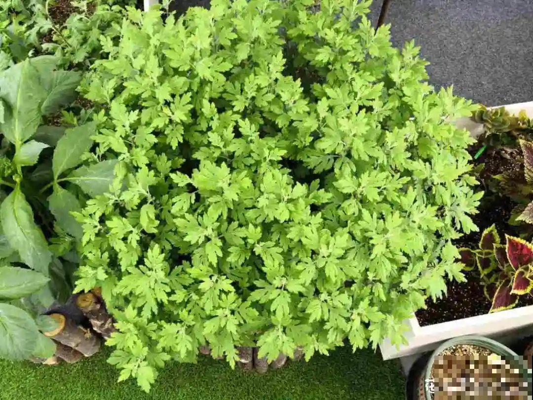 家里有这花，可以控制开花，想开几次都行！