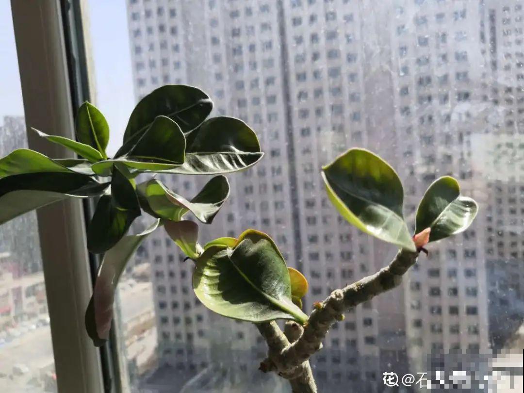 4月忙花事，修剪、扦插……现在做刚刚好！