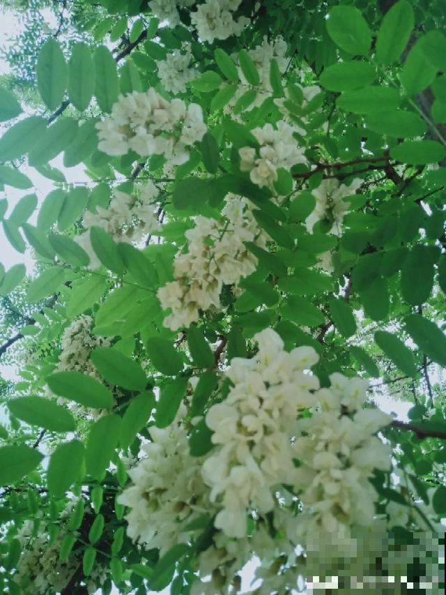 阳春三月，出门踏青，原来有这么多漂亮花！
