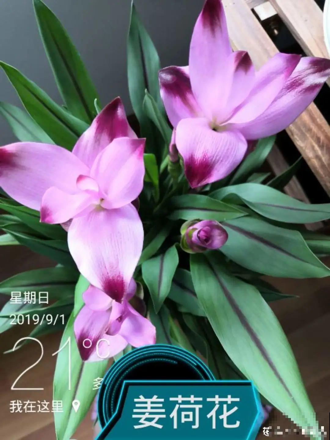 大爷家荷花种在花盆里，1次开花20朵，比巴掌还大！