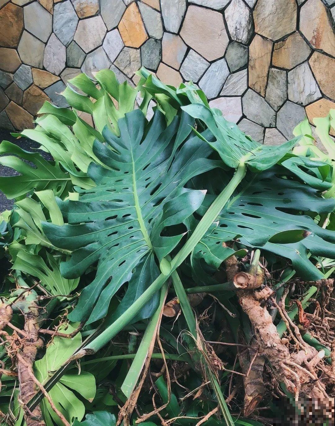 30年的芦荟，20年的龟背竹，硬生生把花养成了树！